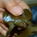 Smooth soft-shelled turtle