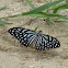 Common Mime