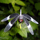 Pied Parasol (male)