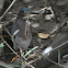 Green Heron