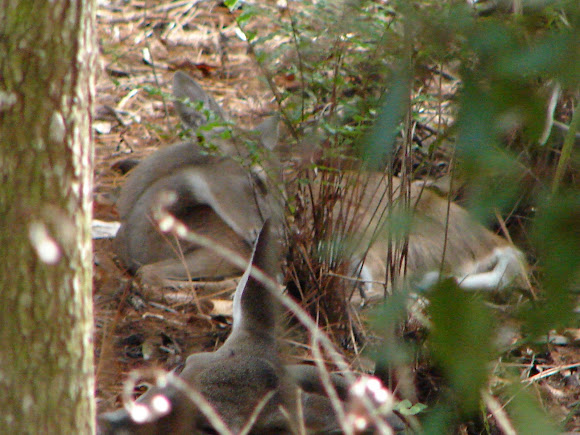 Spotting Image 1