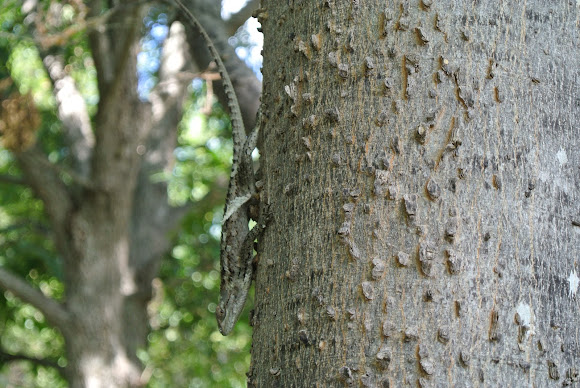 Spotting Image 1