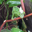 Green Chameleon