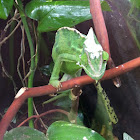 Green Chameleon