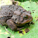 American toad