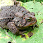 American toad