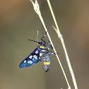 Moth