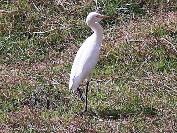 Spotting Image 1