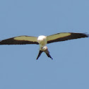 Swallow-tailed Kite