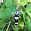 Banded Alder Borer