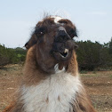 Llama
