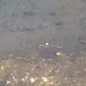 Backswimmer