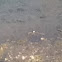 Backswimmer