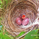 Yellow Vented Bulbul ( hatchling )
