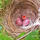 Yellow Vented Bulbul ( hatchling )