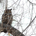 Great Horned Owl