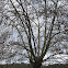 London plane; plátano de sombra