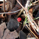 Mushroom