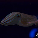 Pharaoh Cuttlefish