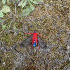 Scarlet-Bodied Wasp Moth