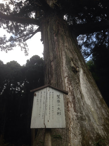 鷲原の大杉