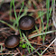 Entoloma sp.