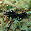 Romblon Flatworm