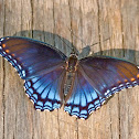 Red-spotted purple