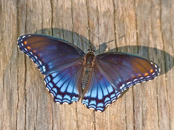 Spotting Image 1