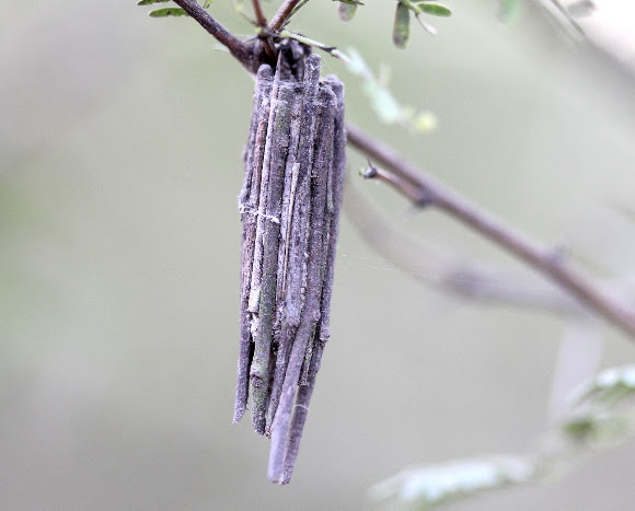 Spotting Image 1