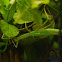 spiny leaf Insect, Gespenstschrecke
