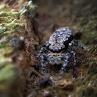 Bark Jumping Spider