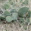 Prickly Pear Cactus