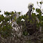 Brown pelican