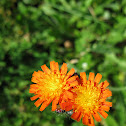 Orange Hawkweed