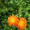 Orange Hawkweed