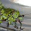 Lichen Mimic Katydid