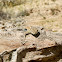 Common side-blotched lizard