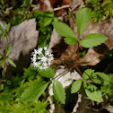 Dwarf Ginseng