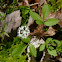 Dwarf Ginseng
