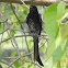FINGE [BLACK DRONGO]