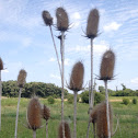 Teasel