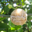 Mantodea eggs package. Paquete huevos mantodea