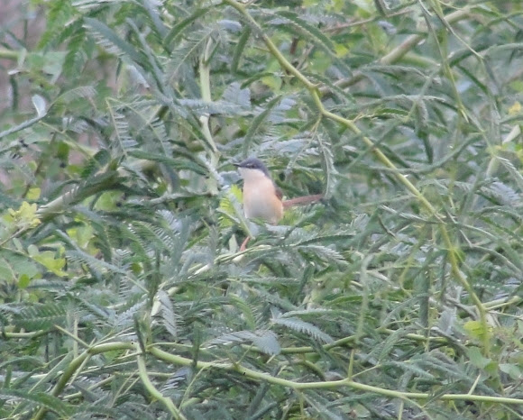 Spotting Image 1