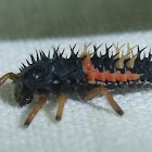Asian Ladybird Beetle