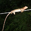 Garden Lizard