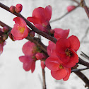 Flowering Quince