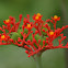 Jatropha podagrica (Euphorbiaceae)