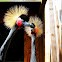 Black Crowned Crane