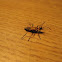 Goldenrod soldier beetle